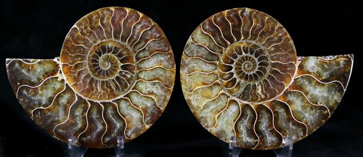 Polished Ammonite Pair - Million Years #21628